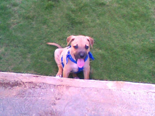 Travieso cachorro (pit bull )